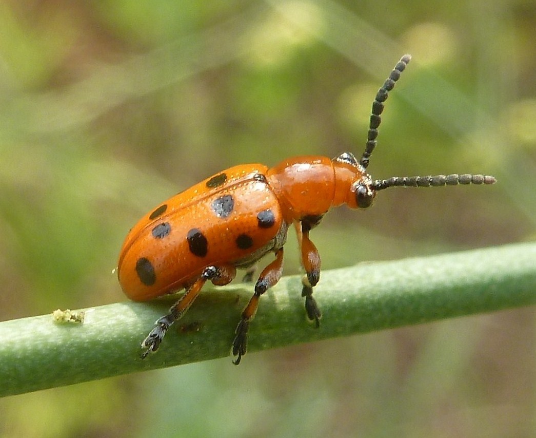 Crioceris duodecimpunctata